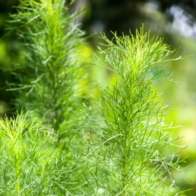 Aneth mammouth www graines de bambous fr