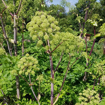 Angelica archangelica graines de bambous fr 1