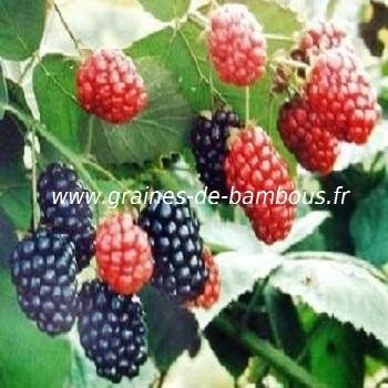 Arbre à mûres réf.222