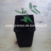 arbre-a-soie-albizia-julibrissin-petit-plant-2-www-graines-de-bambous-fr.jpg