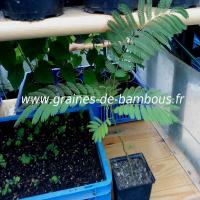 arbre-a-soie-albizia-julibrissin-petit-plant-www-graines-de-bambous-fr.jpg