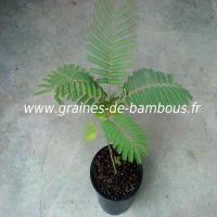 arbre-a-soie-albizia-julibrissin-plant-www-graines-de-bambous-fr.jpg