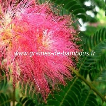 arbre-a-soie-albizia-julibrissin-www-graines-de-bambous-fr.jpg