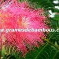 arbre-a-soie-www-grainesdebambous-com-1.jpg