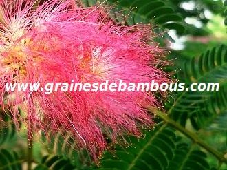 arbre-a-soie-www-grainesdebambous-com-1.jpg