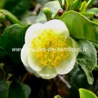Arbre a the camellia sinensis theier graines