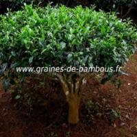 Arbre a the graines de bambous fr
