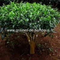 Arbre a the graines de bambous fr