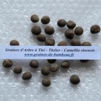 Arbre a the theier camellia sinensis graines de bambous fr