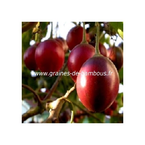 Arbre arbol a tomate www graines de bambous fr