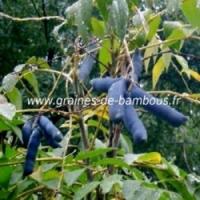 Arbre aux haricots bleus decaisnea fargesii graines de bambous fr