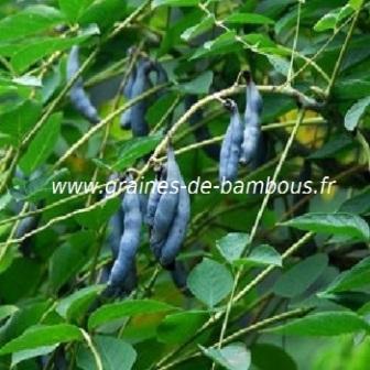 Arbre aux haricots bleus decaisnea graines de bambous fr