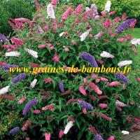 Arbre aux papillons couleur melange
