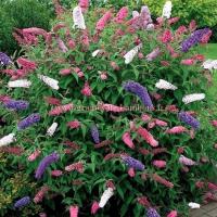 Arbre aux papillons couleur mix