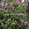 arbre-aux-papillons-www-graines-de-bambous-fr-1.jpg