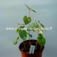 arbre-caramel-cercidiphyllum-japonicum-petits-plants-www-graines-de-bambous-fr.jpg