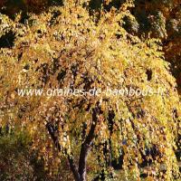 arbre-caramel-cercidiphyllum-japonicum-www-graines-de-bambous-fr-2.jpg