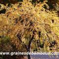 arbre-caramel-www-grainesdebambous-com-1.jpg