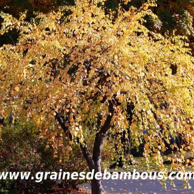arbre-caramel-www-grainesdebambous-com-1.jpg