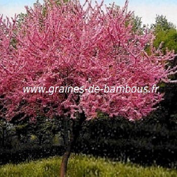 arbre-de-judee-cercis-siliquastrum-www-graines-de-bambous-fr-1.jpg