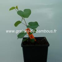 arbre-de-judee-cercis-silisquastrum-petit-plant-www-graines-de-bambous-fr.jpg