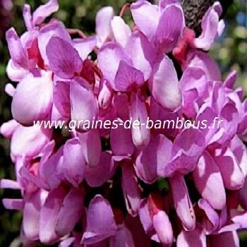 arbre-de-judee-fleurs-cercis-siliquastrum-www-graines-de-bambous-fr.jpg