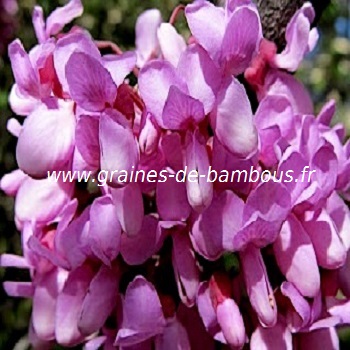 arbre-de-judee-fleurs-cercis-siliquastrum-www-graines-de-bambous-fr.jpg
