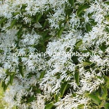 arbre-des-neiges-chionanthus-retusus-www-graines-de-bambous-fr.jpg