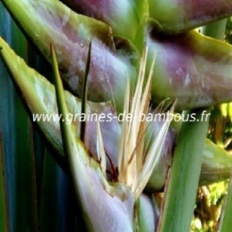 Arbre du voyageur inflorescence graines de bambous fr