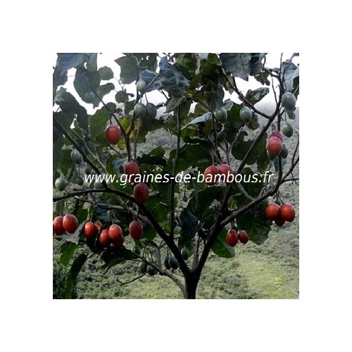 Arbre tomate cyphomandra betacea