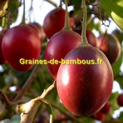 Arbre tomate fruit graines de bambous fr