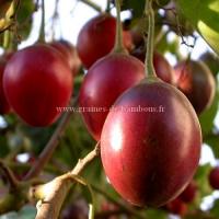 Arbre tomate fruit graines