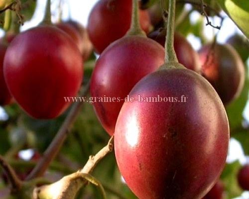 Arbre tomate fruit graines