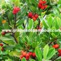arbres-aux-fraises-site-www.jpg