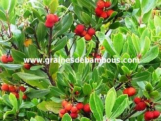 arbres-aux-fraises-site-www.jpg