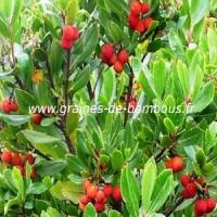 arbres-aux-fraises-www-graines-de-bambous-fr-1.jpg