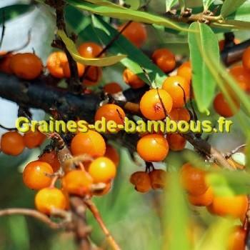 Argouse fruit d argousier