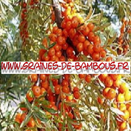 argousier-hippophae-ramnoides-1000-graines-www-graines-de-bambous-fr.jpg
