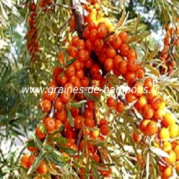 argousier-hippophae-ramnoides-www-graines-de-bambous-fr-1.jpg