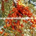 argousier-hippophae-ramnoides-www-grainesdebambous-com-2.jpg