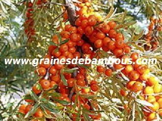 argousier-hippophae-ramnoides-www-grainesdebambous-com-2.jpg