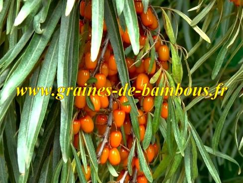 Argousier hippophae rhamnoides