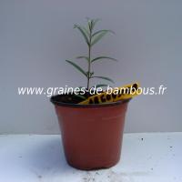 argousier-semis-www-graines-de-bambous-fr.jpg