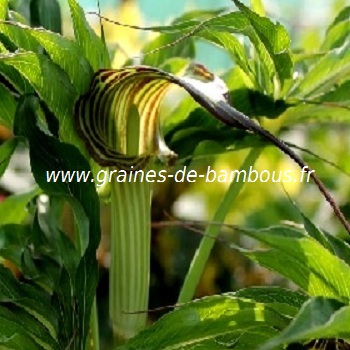 arisaema-consanguineum-www-graines-de-bambous-fr-1.jpg
