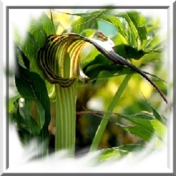 arisaema-consanguineum-www-graines-de-bambous-fr-www-grainesdebambous-com.jpg