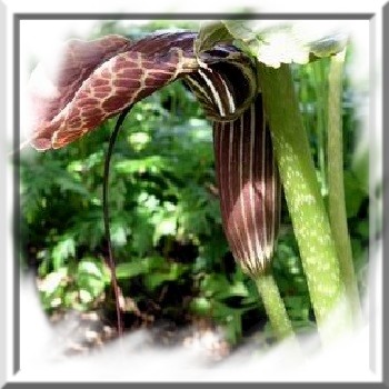 arisaema-griffithii-www-graines-de-bambous-fr-www-grainesdebambous-com.jpg