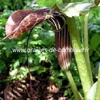 arisaema-griffithii-www-graines-de-bambous-fr.jpg