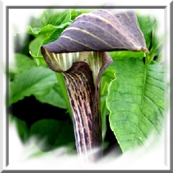 arisaema-nepentoides-www-graines-de-bambous-fr-www-grainesdebambous-com.jpg