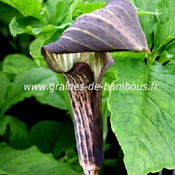 arisaema-nepentoides-www-graines-de-bambous-fr.jpg