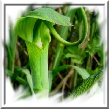 arisaema-tortuosum-www-graines-de-bambous-fr-www-grainesdebambous-com.jpg